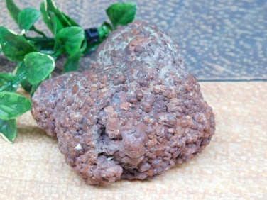 COPROLITE ROCK STONE LAPIDARY SPECIMEN