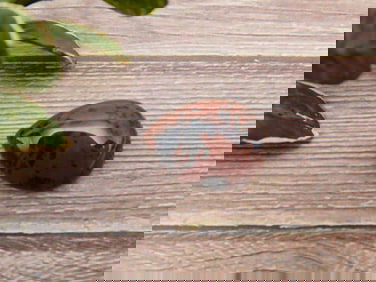 MAHOGANY OBSIDIAN CABOCHON ROCK STONE LAPIDARY SPECIMEN