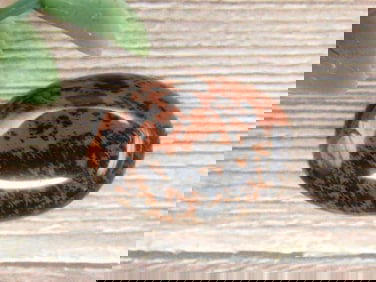 MAHOGANY OBSIDIAN CABOCHON ROCK STONE LAPIDARY SPECIMEN