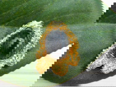 BANDED AGATE PENDANT ROCK STONE LAPIDARY SPECIMEN