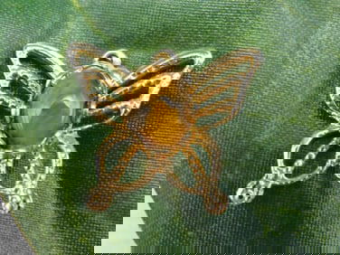 TIGERS EYE BUTTERFLY PENDANT ROCK STONE LAPIDARY SPECIMEN