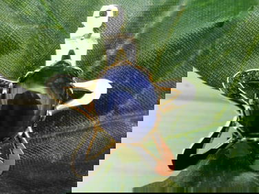 SODALITE STAR PENDANT ROCK STONE LAPIDARY SPECIMEN