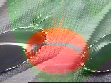 CARNELIAN PENDANT ROCK STONE LAPIDARY SPECIMEN