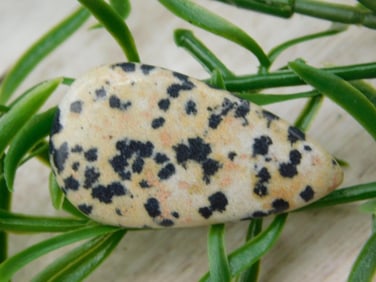 DALMATION CABOCHON ROCK STONE LAPIDARY SPECIMEN