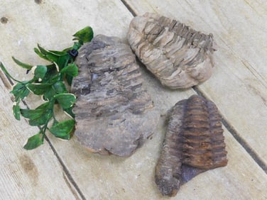 TRILOBITE FOSSIL ROCK STONE LAPIDARY SPECIMEN