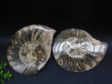AMMONITE HALVES ROCK STONE LAPIDARY SPECIMEN