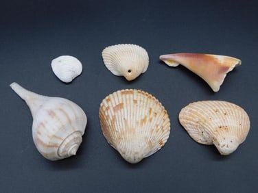 MIXED SHELL LOT ROCK STONE LAPIDARY SPECIMEN