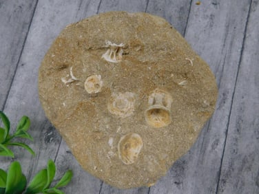 FOSSILS IN MATRIX ROCK STONE LAPIDARY SPECIMEN