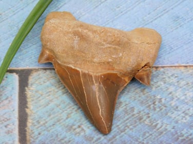 SHARK TOOTH ROCK STONE LAPIDARY SPECIMEN