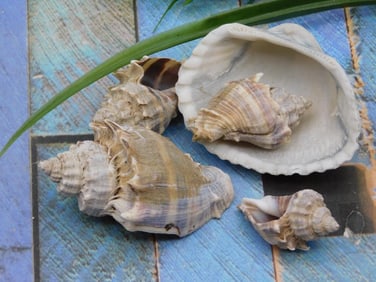 SEA SHELLS