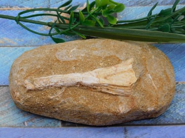 FOSSILS IN MATRIX ROCK STONE LAPIDARY SPECIMEN
