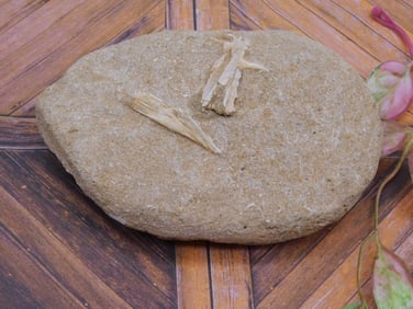 FOSSILS IN MATRIX ROCK STONE LAPIDARY SPECIMEN