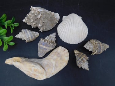 SEA SHELLS