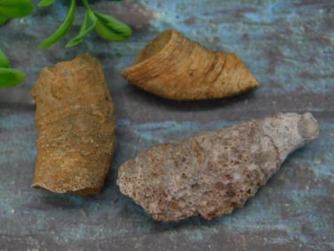 FOSSILIZED CORAL ROCK STONE LAPIDARY SPECIMEN