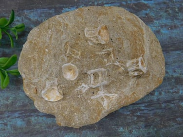 FOSSIL IN MATRIX ROCK STONE LAPIDARY SPECIMEN