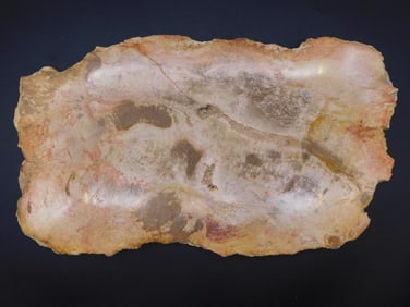 PETRIFIED WOOD SLAB ROCK STONE LAPIDARY SPECIMEN