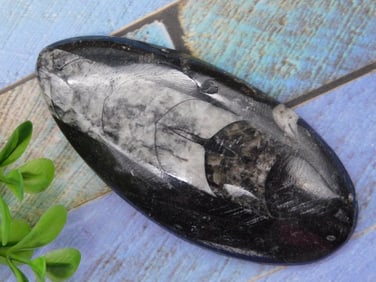 ORTHOCERAS ROCK STONE LAPIDARY SPECIMEN