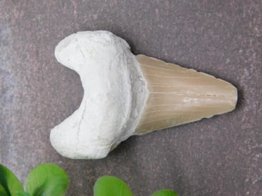 SHARK TOOTH ROCK STONE LAPIDARY SPECIMEN