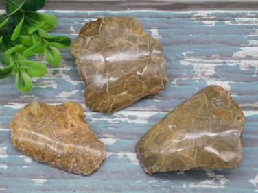 PETOSKEY FOSSILIZED CORAL ROCK STONE LAPIDARY SPECIMEN