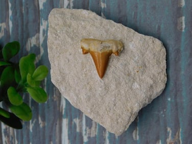 SHARK TOOTH IN MATRIX ROCK STONE LAPIDARY SPECIMEN