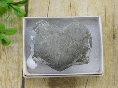 BRACHIOPOD ROCK STONE LAPIDARY SPECIMEN