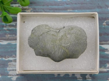 BRACHIOPOD ROCK STONE LAPIDARY SPECIMEN