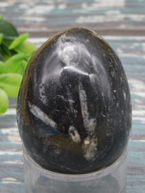 ORTHOCERAS EGG ROCK STONE LAPIDARY SPECIMEN