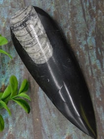 ORTHOCERAS ROCK STONE LAPIDARY SPECIMEN