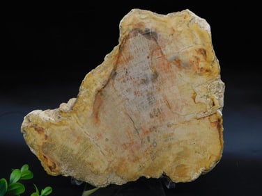 PETRIFIED WOOD SLAB ROCK STONE LAPIDARY SPECIMEN