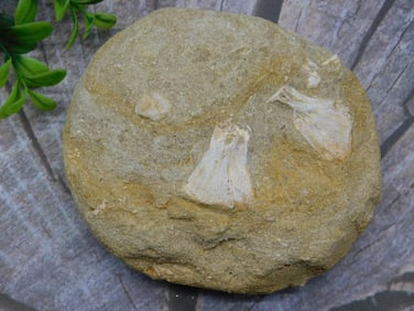 ENCHODUS FOSSIL ROCK STONE LAPIDARY SPECIMEN