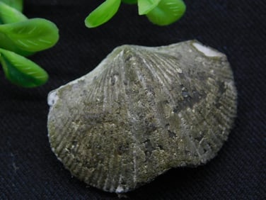 BRACHIOPOD ROCK STONE LAPIDARY SPECIMEN