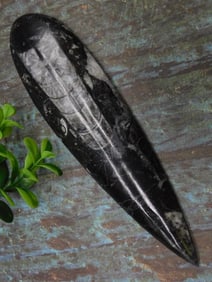 ORTHOCERAS ROCK STONE LAPIDARY SPECIMEN