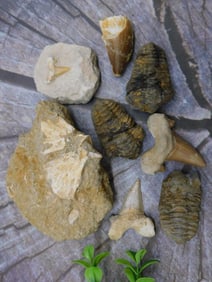 MIXED FOSSIL LOT ROCK STONE LAPIDARY SPECIMEN