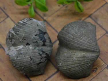 BRACHIOPOD ROCK STONE LAPIDARY SPECIMEN