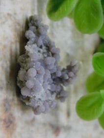 GRAPE AGATE ROCK STONE LAPIDARY SPECIMEN