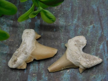 SHARK TEETH ROCK STONE LAPIDARY SPECIMEN