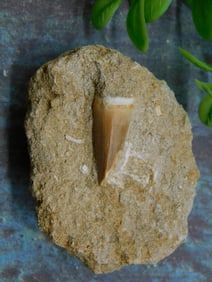 MIXED STONE BRACELET ROCK STONE LAPIDARY SPECIMEN