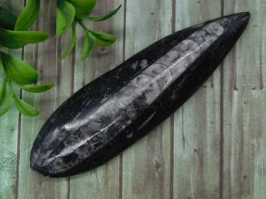 ORTHOCERAS ROCK STONE LAPIDARY SPECIMEN