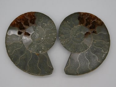 AMMONITE ROCK STONE LAPIDARY SPECIMEN