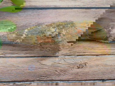 SPINOSAURUS TOOTH ROCK STONE LAPIDARY SPECIMEN