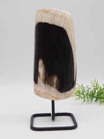 2 POUND PETRIFIED WOOD DISPLAY ROCK STONE LAPIDARY SPECIMEN