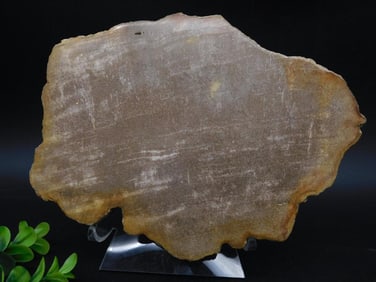 1 POUND PETRIFIED WOOD SLAB ROCK STONE LAPIDARY SPECIMEN
