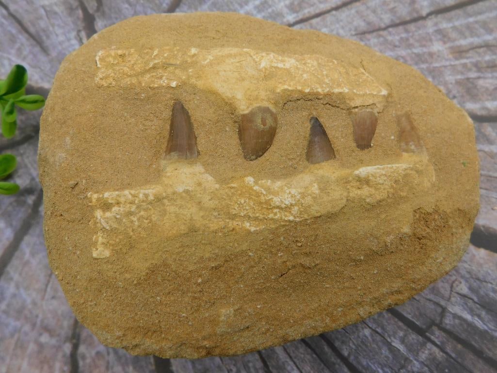 2 POUND MOSASAUR FOSSIL ROCK STONE LAPIDARY SPECIMEN: 2 POUND MOSASAUR FOSSIL ROCK STONE LAPIDARY SPECIMEN