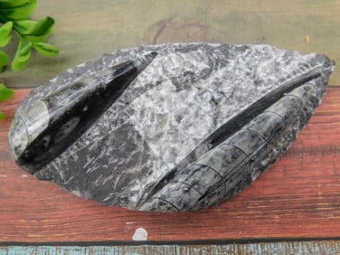 ORTHOCERAS ROCK STONE LAPIDARY SPECIMEN