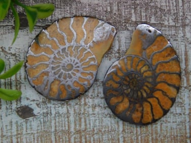 AMMONITE HALVES ROCK STONE LAPIDARY SPECIMEN