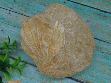 FISH FOSSIL IN MATRIX ROCK STONE LAPIDARY SPECIMEN