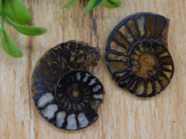 AMMONITE HALVES ROCK STONE LAPIDARY SPECIMEN