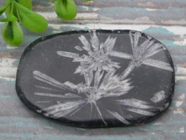 CHRYSANTHEMUM ROCK STONE LAPIDARY SPECIMEN