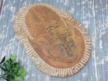 GIANT TRILOBITE FOSSIL ROCK STONE LAPIDARY SPECIMEN