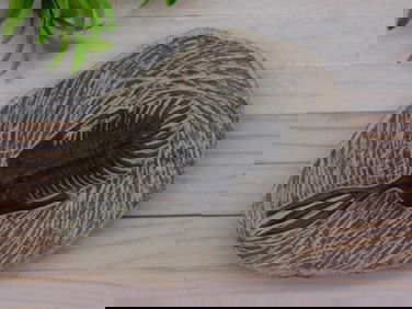 SPINY TRICORN TRILOBITE ROCK STONE LAPIDARY SPECIMEN